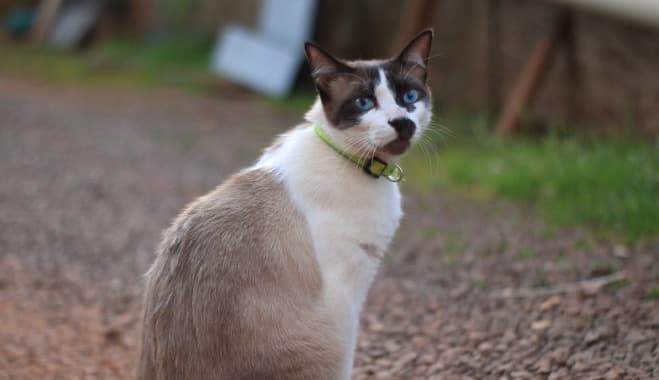 Felino teve o corpo perfurado por tiros de chumbinho (Foto: Henrique Paulo Koch)