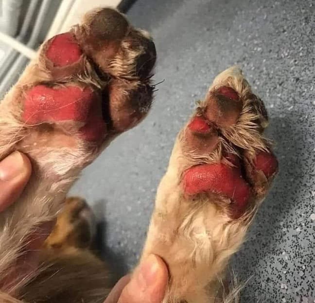Passeios em horários com muito calor queimam as patinhas do animal (Foto: Divulgação)