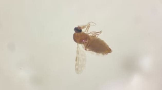 Mosquito maruim, transmissor da febre Oropouche (Foto: Fiocruz)