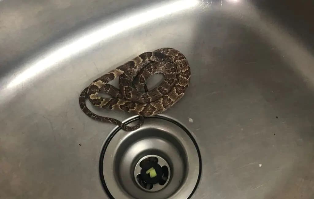 Cobra é flagrada tranquilamente em cozinha (Foto: Arquivo pessoal)