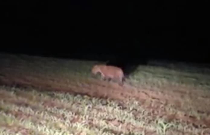Informações falsas sobre presença do animal podem assustar (Foto: Redes Sociais)