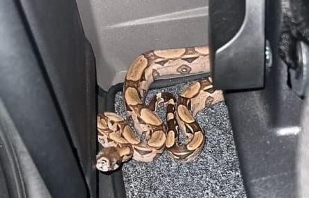 Cobra deu o "ar da graça" em Santa Catarina (Foto: Redes Sociais)