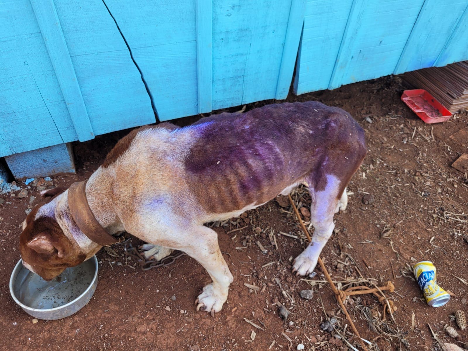 Cachorro mau tratado é resgatado em Nova Erechim (Foto: Polícia Civil )