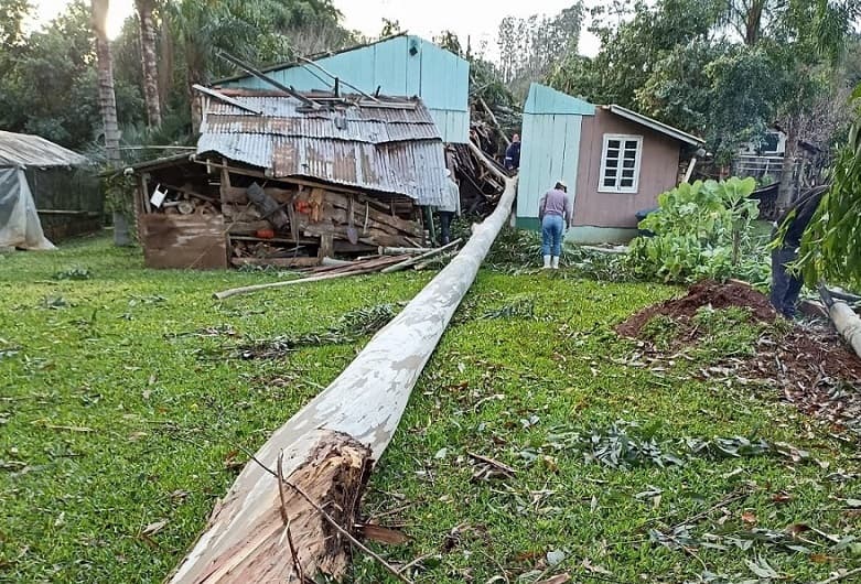 Árvore destruiu paredes (Foto: Henrique Paulo Koch)