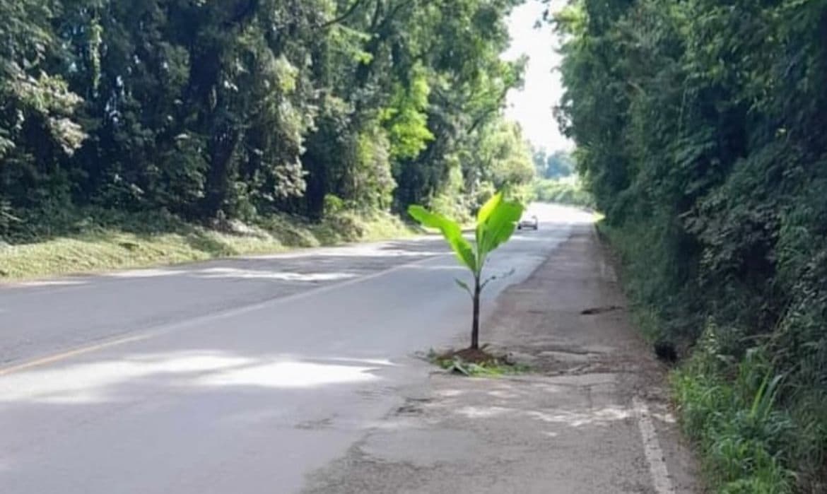 Bananeira está visível na rodovia (Foto: Divulgação)