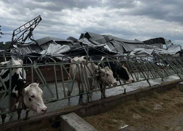 Um veterinário foi acionado para atender as vacas que ficaram feridas (Foto por Divulgação)