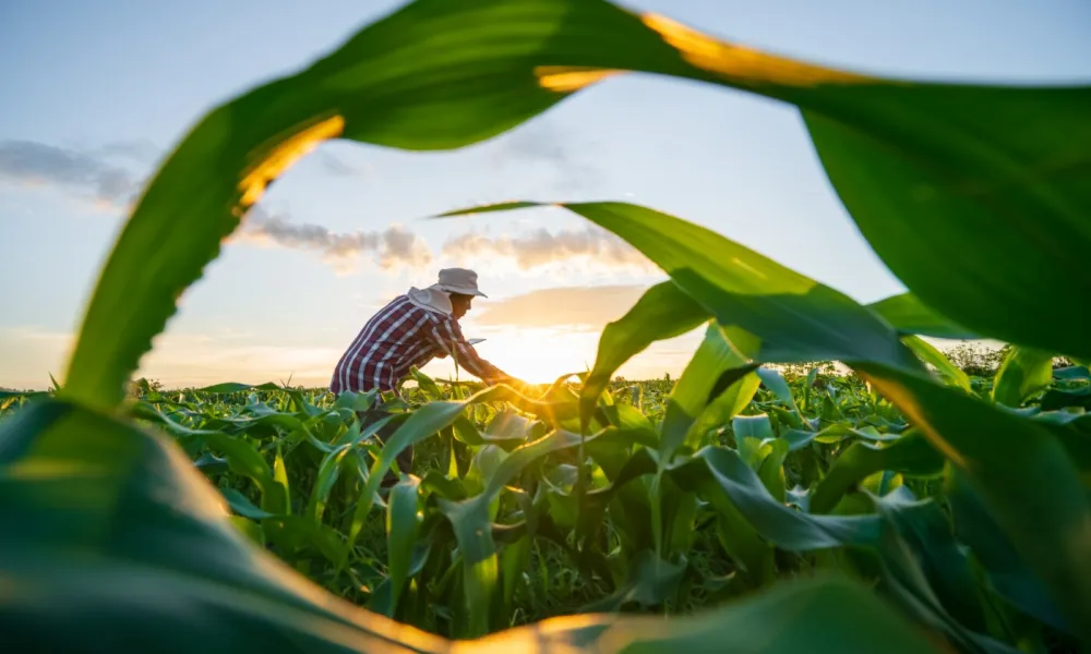 Campo representa 7,6% dos empregos no país (Foto por Shutterstock)