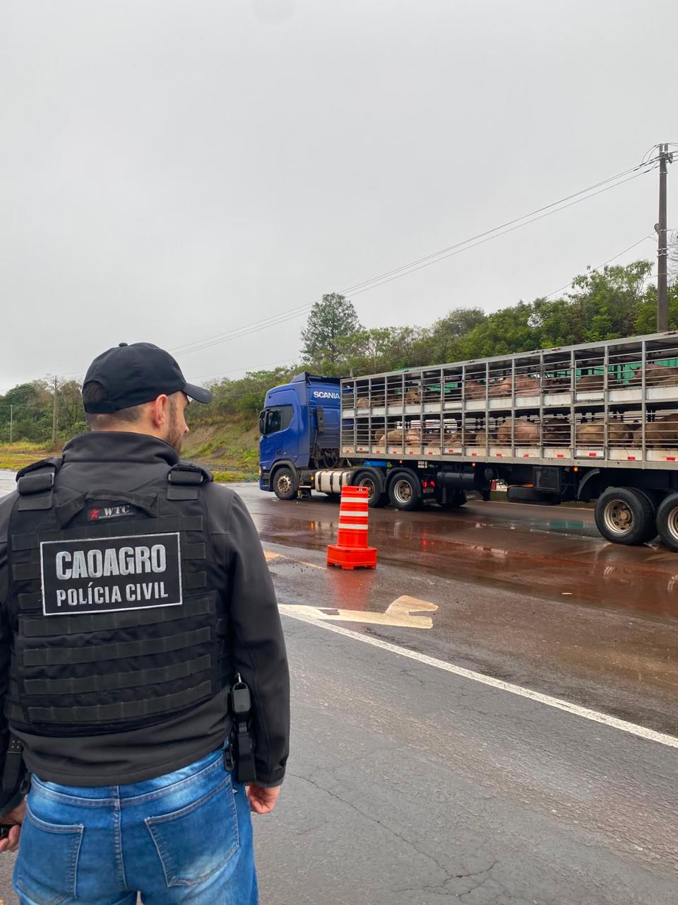 Operação fiscaliza e identifica transporte irregular de animais e alimentos no Oeste