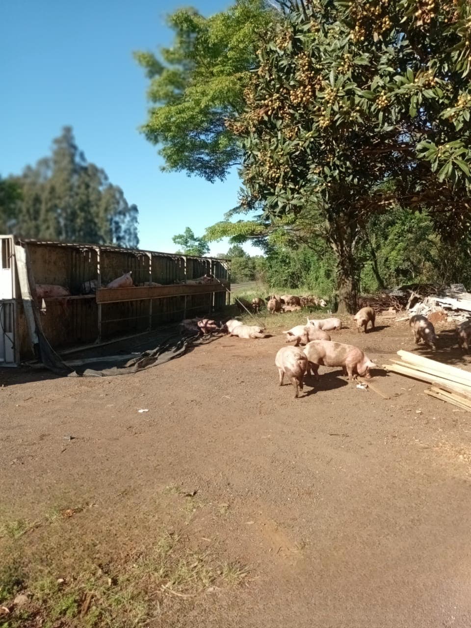Porcos ficaram espalhadas após acidente (Foto por Divulgação)