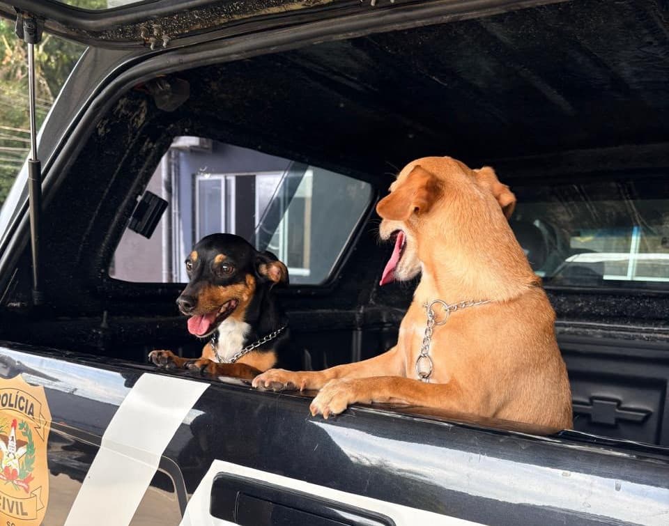 Pets foram retirados da posse do proprietário (Foto por Polícia Civil)