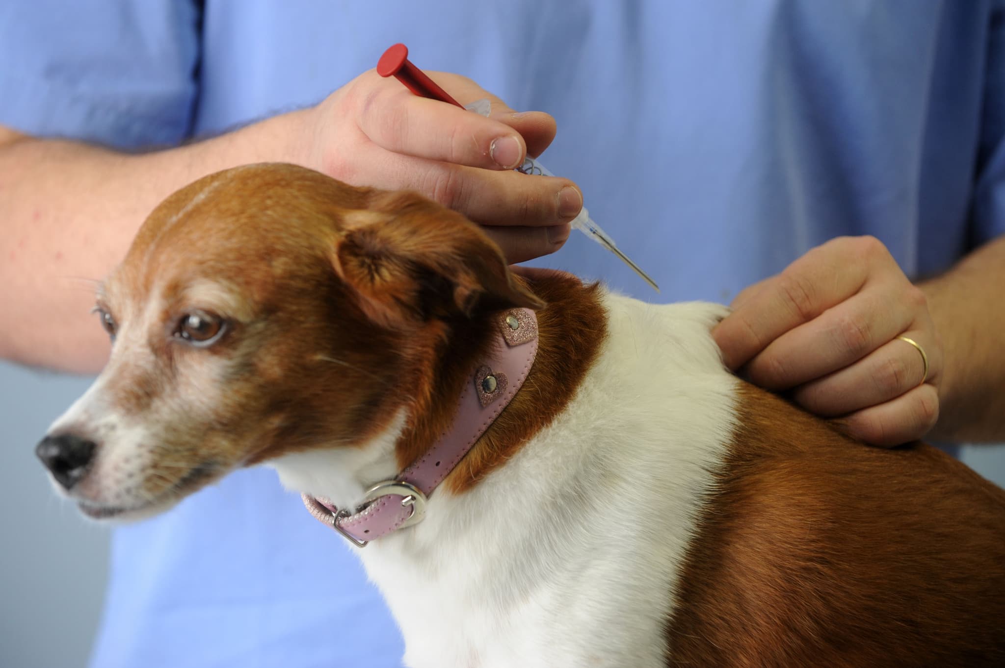 Mutirão busca promover o bem-estar animal e contribuir para o controle da população de cães e gatos no município (Foto por Divulgação)
