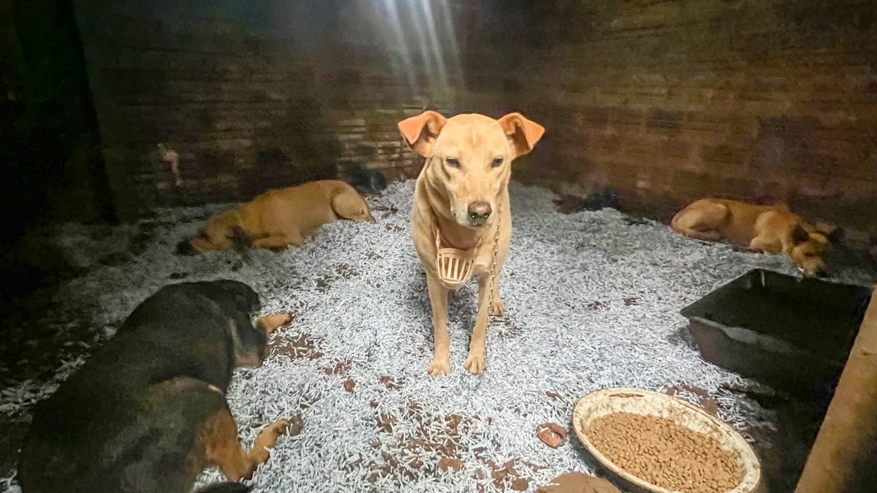 Nova Itaberaba recolhe quatro cães após relatos de mordidas em crianças e idosos
