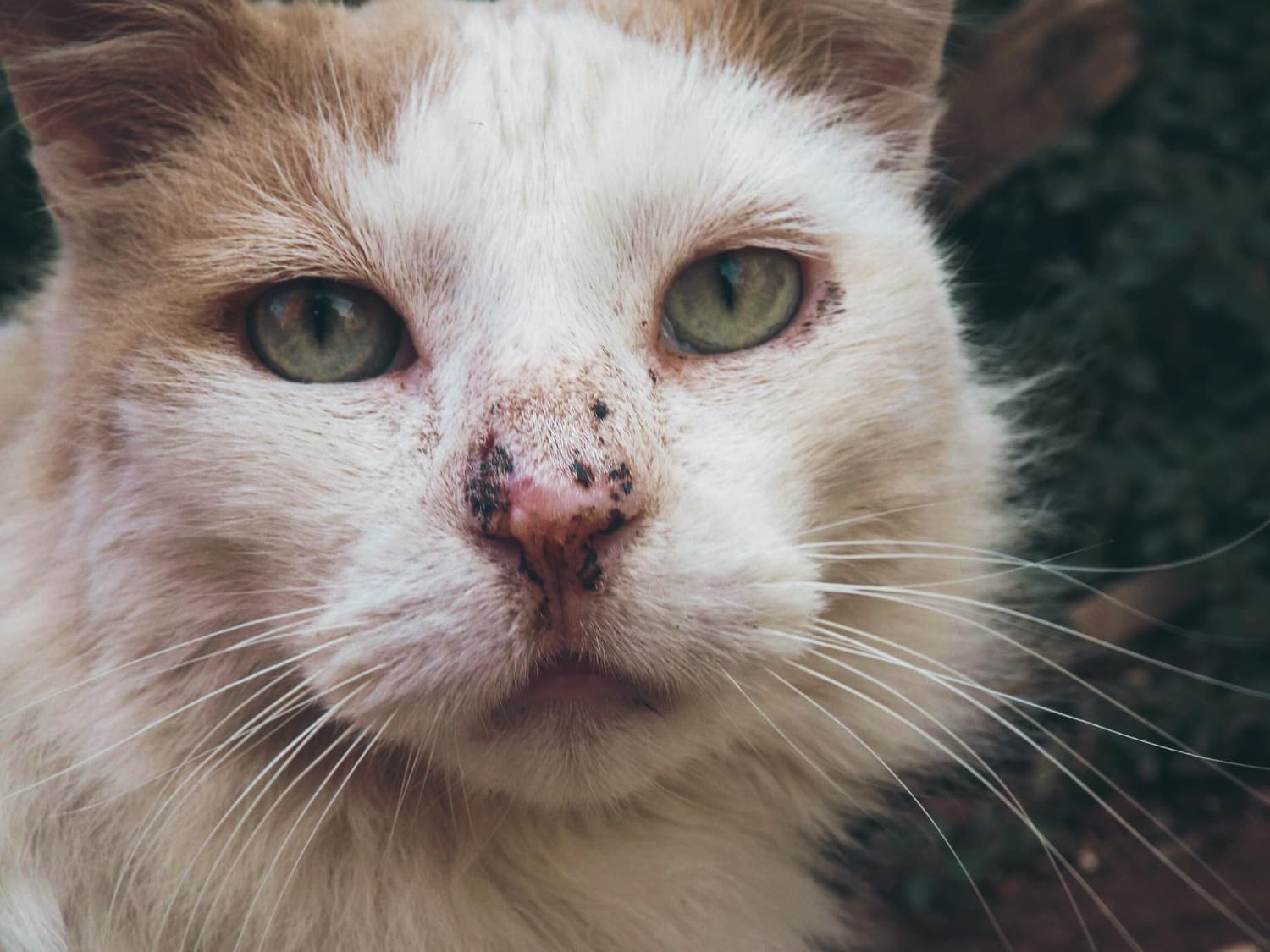 Esporotricose acende alerta para cuidados com animais (Foto por Reprodução/Internet)
