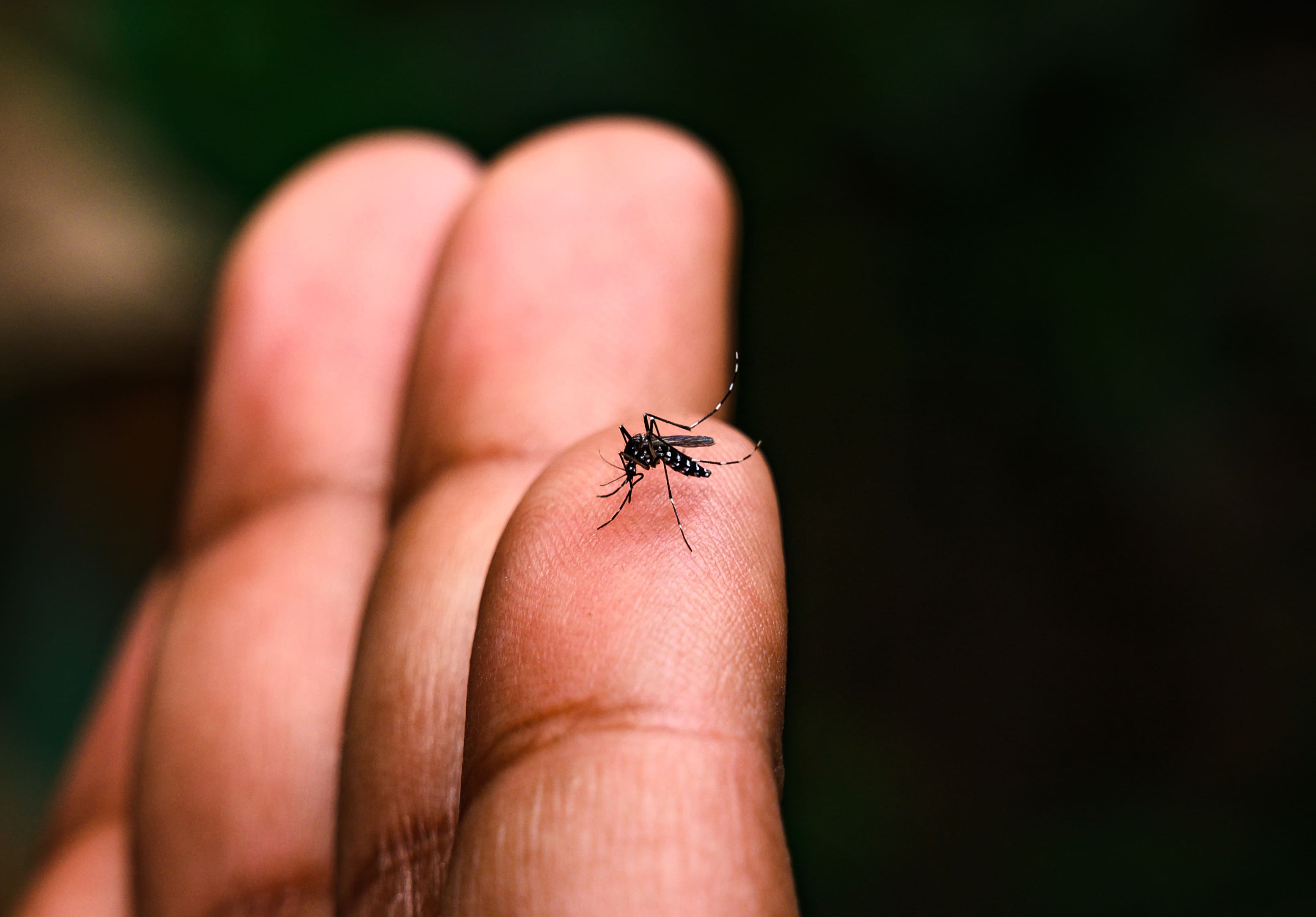 El Niño acende alerta para aumento de casos de dengue e chikungunya no Brasil