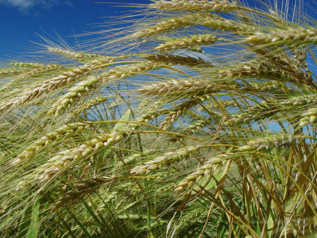 Estimativas de inverno da Epagri Cepa auxiliam tomada de decisão de produtores rurais e técnicos agrícolas (Foto por Aires Mariga/Epagri)