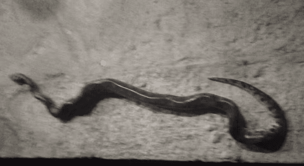 Homem reagiu e mordeu cobra (por Gabriel Delena)