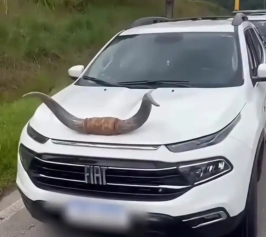 Fiat "Touro" é parada com chifre no capô em Santa Catarina