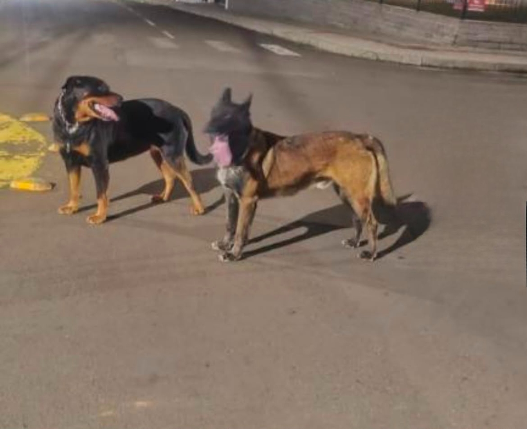 Rottweiler e pastor alemão fogem de residência no Oeste