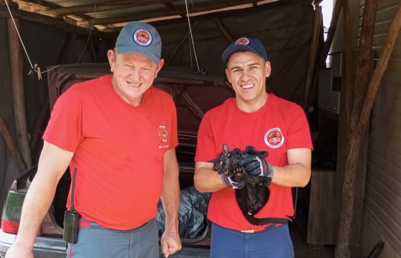 O gatinho estava com a cabeça presa dentro da roda do carro (Foto por Henrique Paulo Koch)
