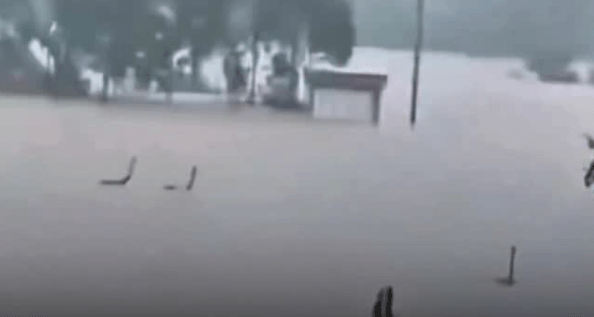Temporal destrói criadouro e mais de 900 cobras escapam