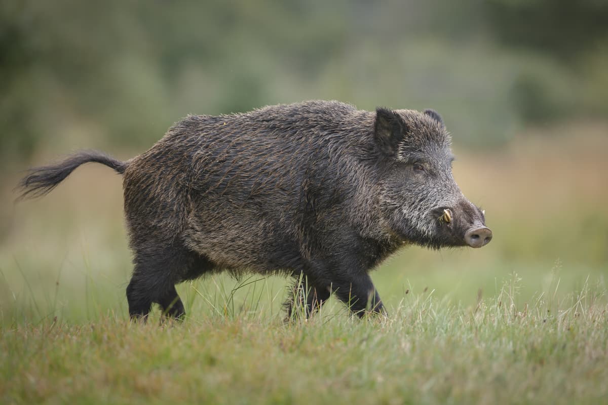 Projeto busca conter avanço dos javalis e reduzir prejuízos no meio rural catarinense (Foto por Divulgação)