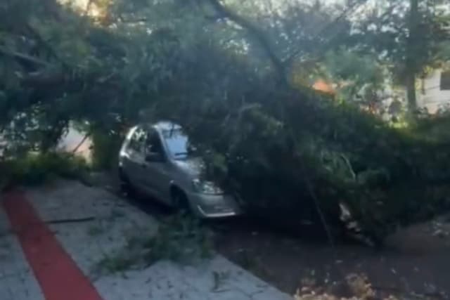 Árvore gigante cai sobre carros em Pinhalzinho