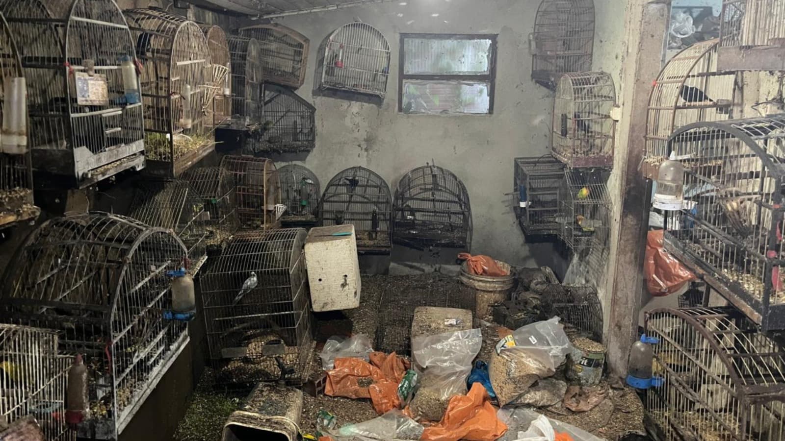 Falta de água e alimentos mofados levam ao recolhimento de 39 aves em Caçador (Foto por Polícia Militar Ambiental)