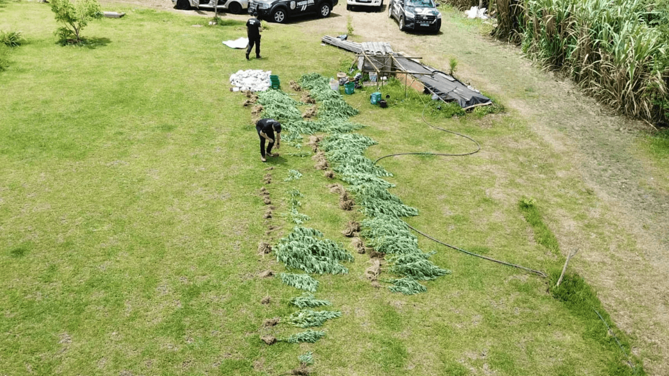 Entorpecente apreendido (por Polícia Civil)