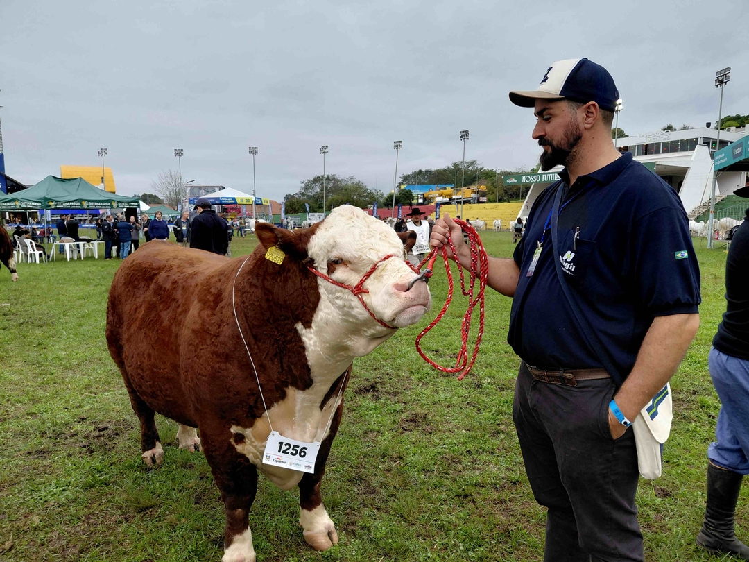Santa Catarina se destaca na Expointer 2026 com 65 animais premiados
