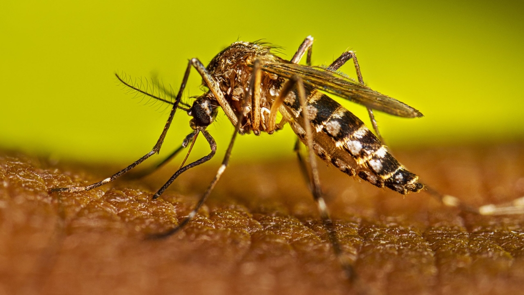 Pinhalzinho registra 16 casos de dengue e alerta para cuidados no Dia de Finados