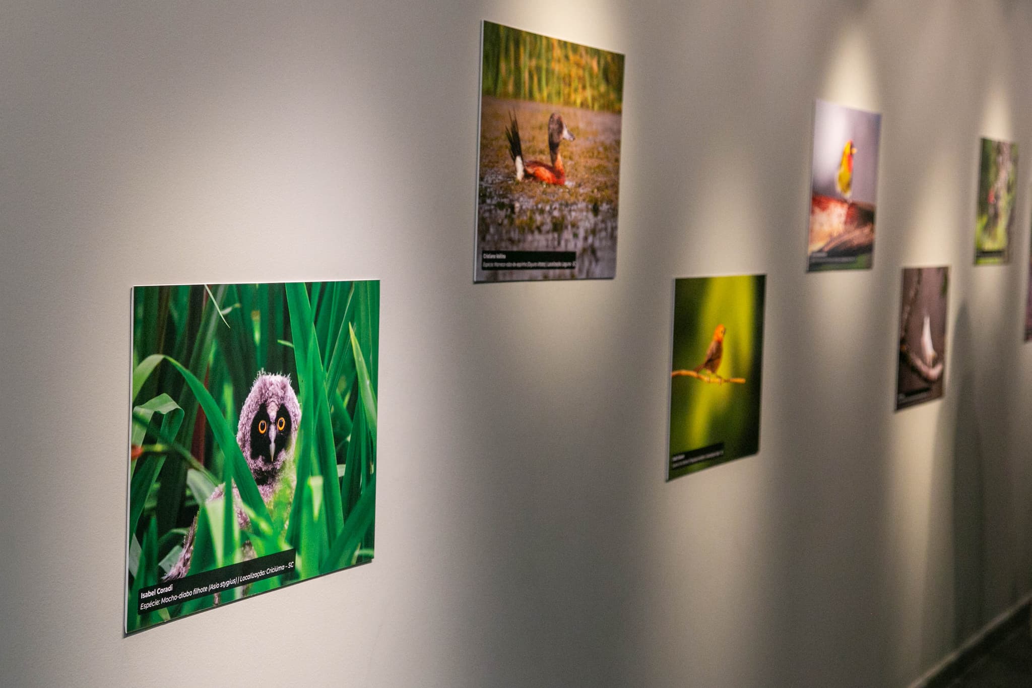 Exposição apresenta registros de aves encontradas em Santa Catarina na Alesc (Foto por Agência Alesc)