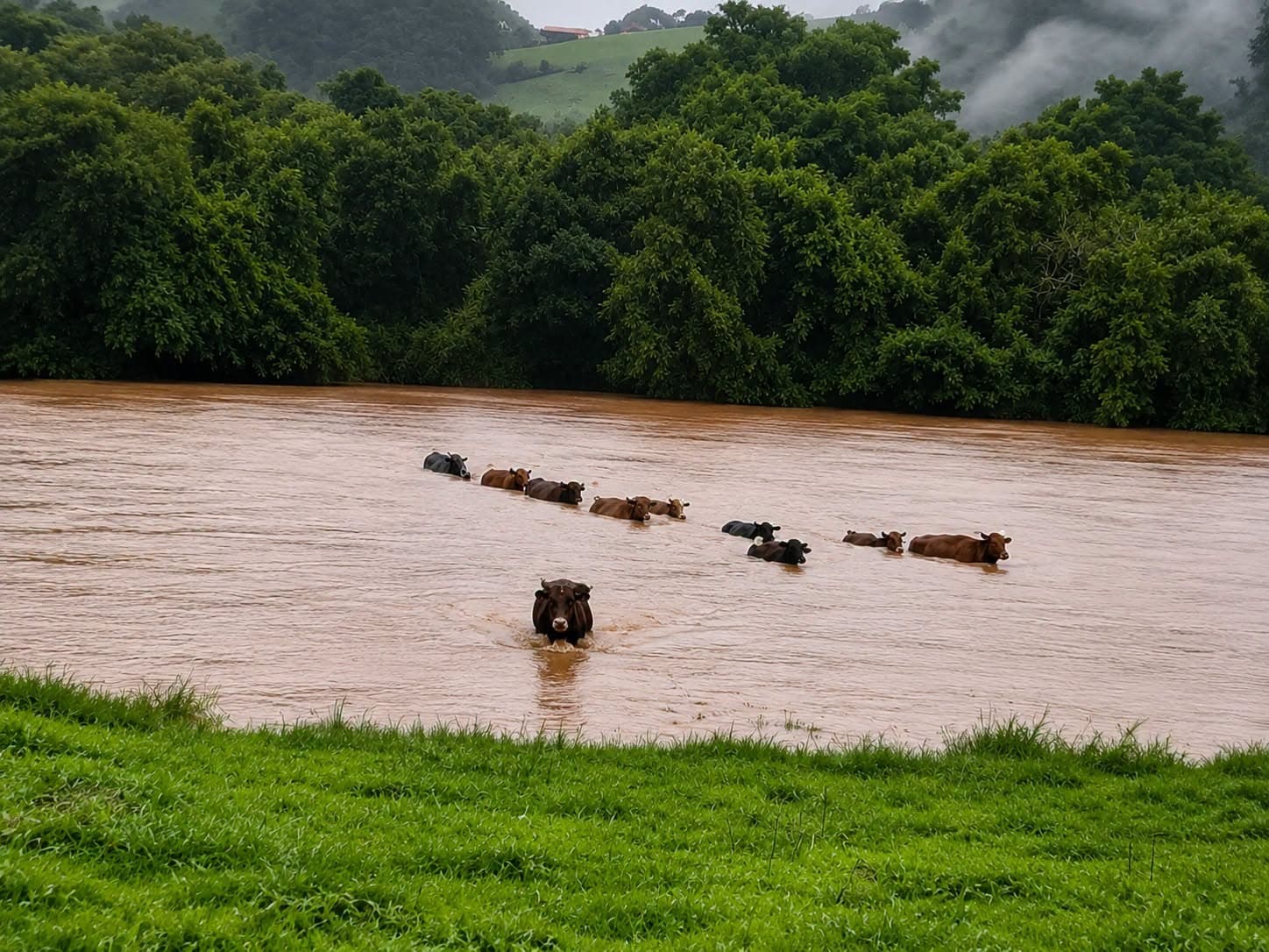 Animais conseguiram se salvar (Foto por Divulgação)