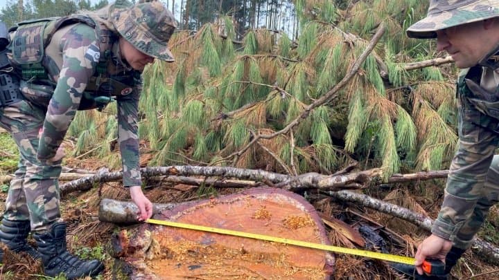 Corte de mais de 40 araucárias é registrado no Meio-Oeste (Foto por PMSC)