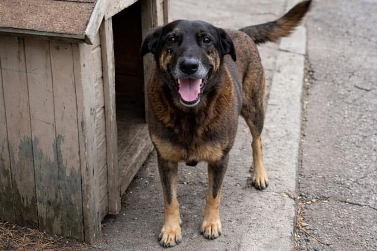Cão comunitário foi gravemente ferido, submetido à eutanásia e teve o caso amplamente repercutido, gerando comoção e mobilização nas redes sociais (Foto por Divulgação)