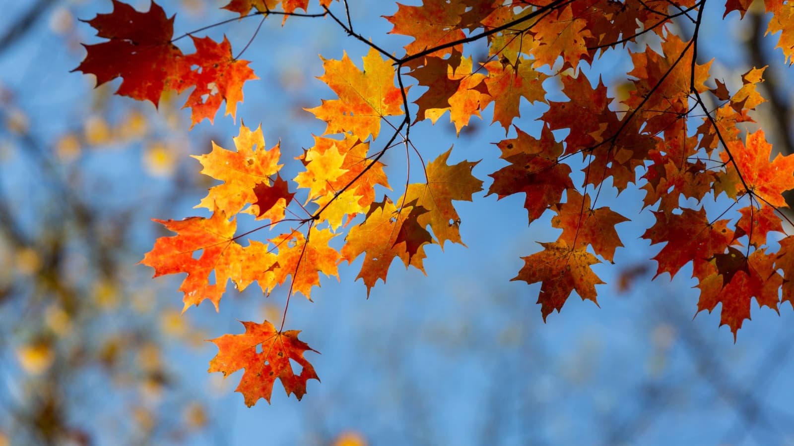 Outono de 2026 deve ter temperaturas acima da média em Santa Catarina (Foto por Canva/Reprodução)