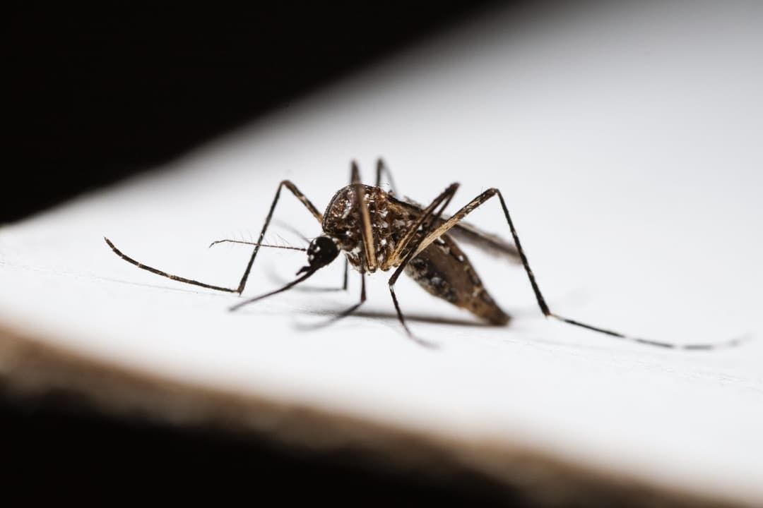 SC apresentará em dezembro resultados de pesquisas para combater mosquitos
